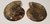 Ammonitenpaar, klein